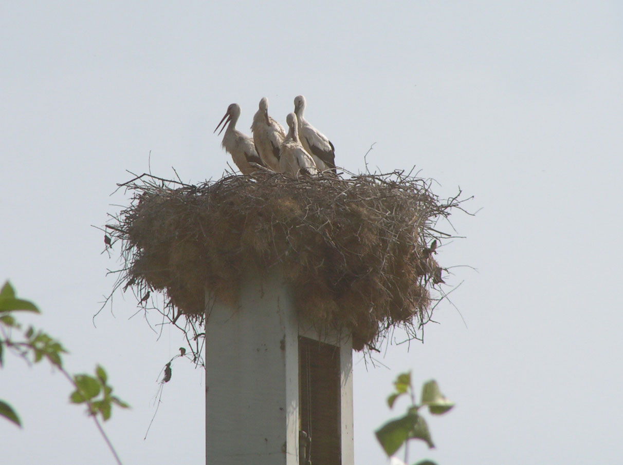 Stork nest atop a chimney near Osijek